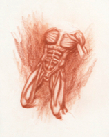 Anatomical Study, Torso 4
